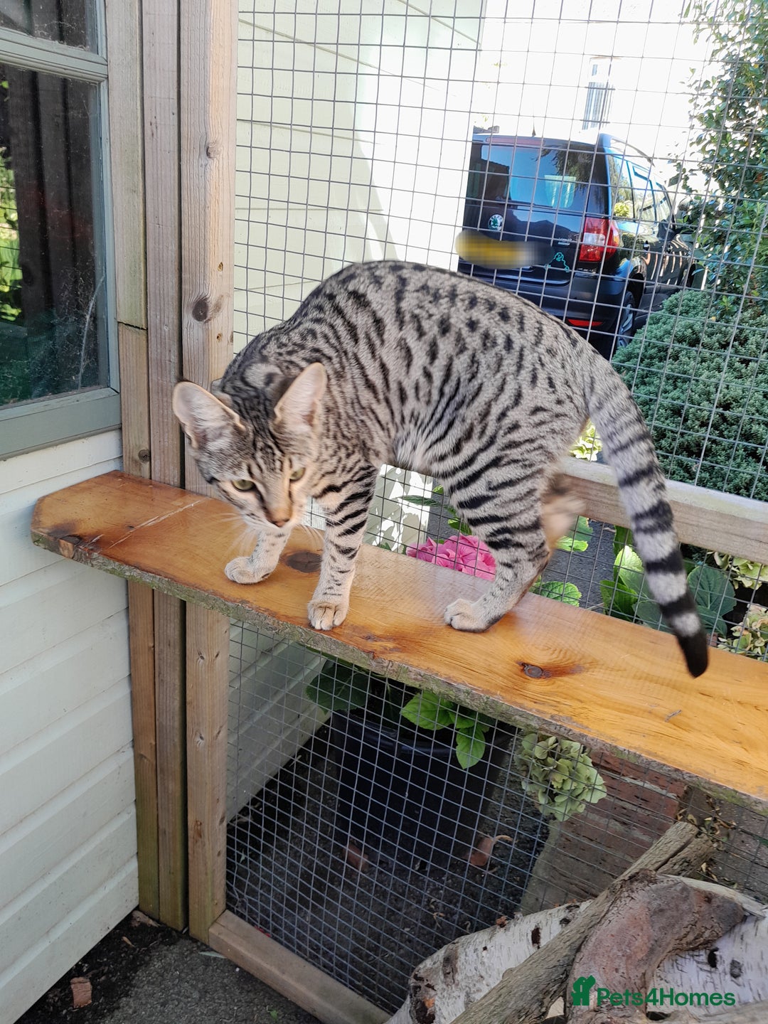 Savannah cats for sale: F5 Full Pedigree Tica Registered Girl Kitten - Image 8