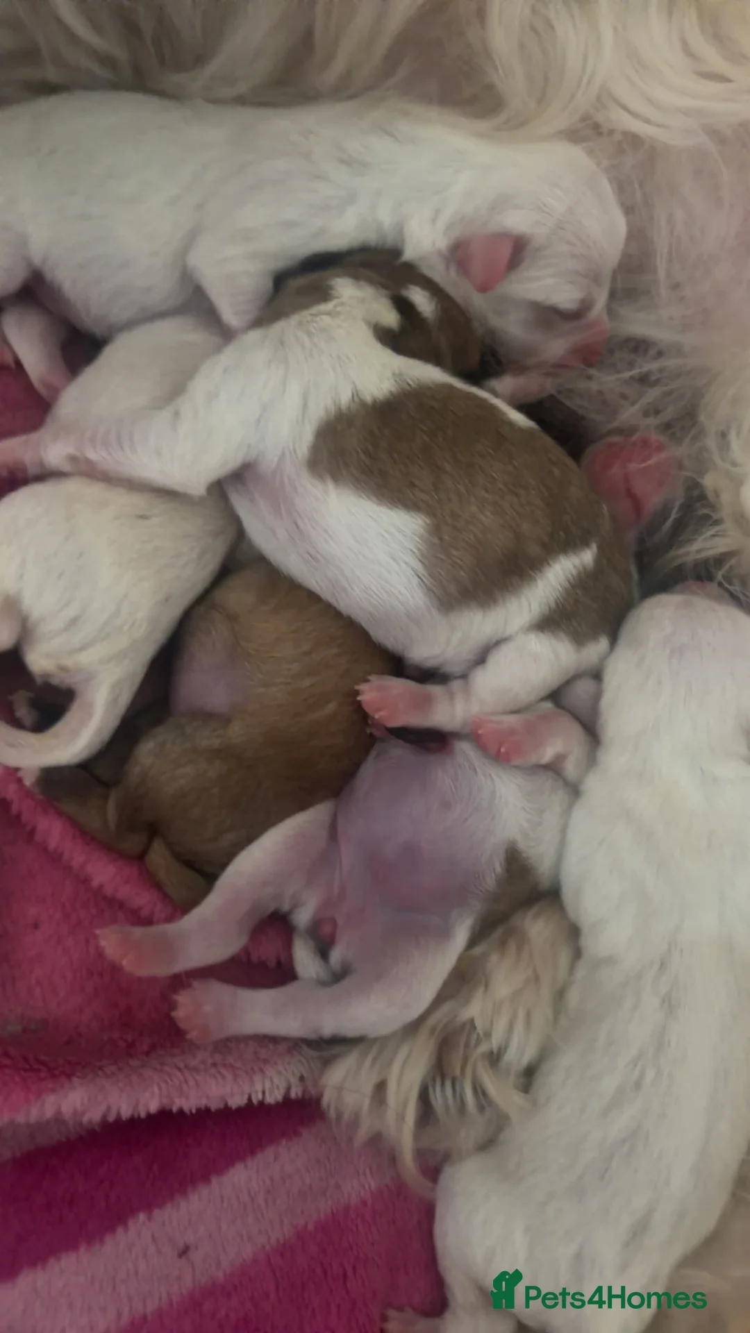 Mixed Breed dogs for sale: Teddy bear dog x Jack Russel  in Neath - Advert 4