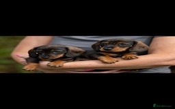 Miniature Dachshund dogs for sale: x3 stunning miniature Dachshunds boys - Image 9
