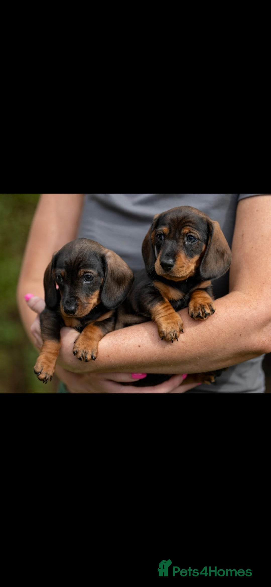 Miniature Dachshund dogs for sale: x3 stunning miniature Dachshunds boys - Image 9