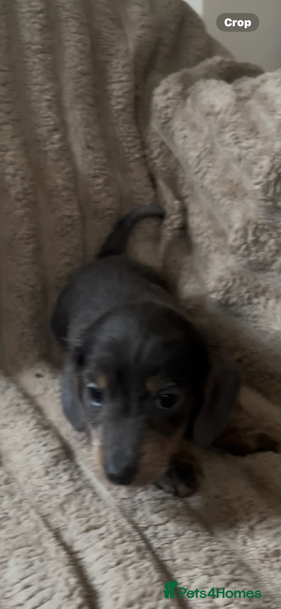 Miniature Dachshund dogs for sale: 2 beautiful pups  - Advert 3