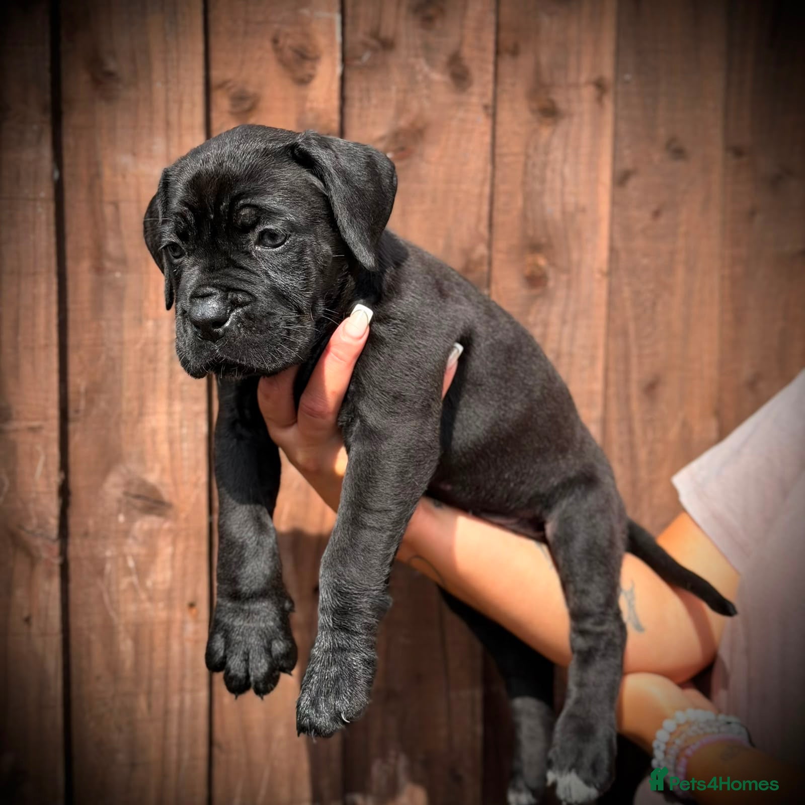 Cane Corso dogs 🐾 Balestra Magica Corso – Litter “K” 🐾 - Advert 2