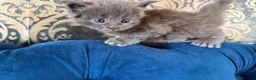 Maine Coon cats for sale: 💙 POLYDACTYL MAINE COON – SOLID BLUE BOY 💙 - Advert 5