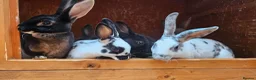 Rex rabbits for sale: Rex & Mini Rex Kits Available - Advert 4