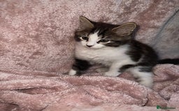 British Longhair cats for sale: ✨ Longhaired Kittens Looking for Loving Homes ✨ - Image 4