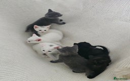 Russian Blue cats for sale: Beautiful Russian Blue cross kittens  - Image 4