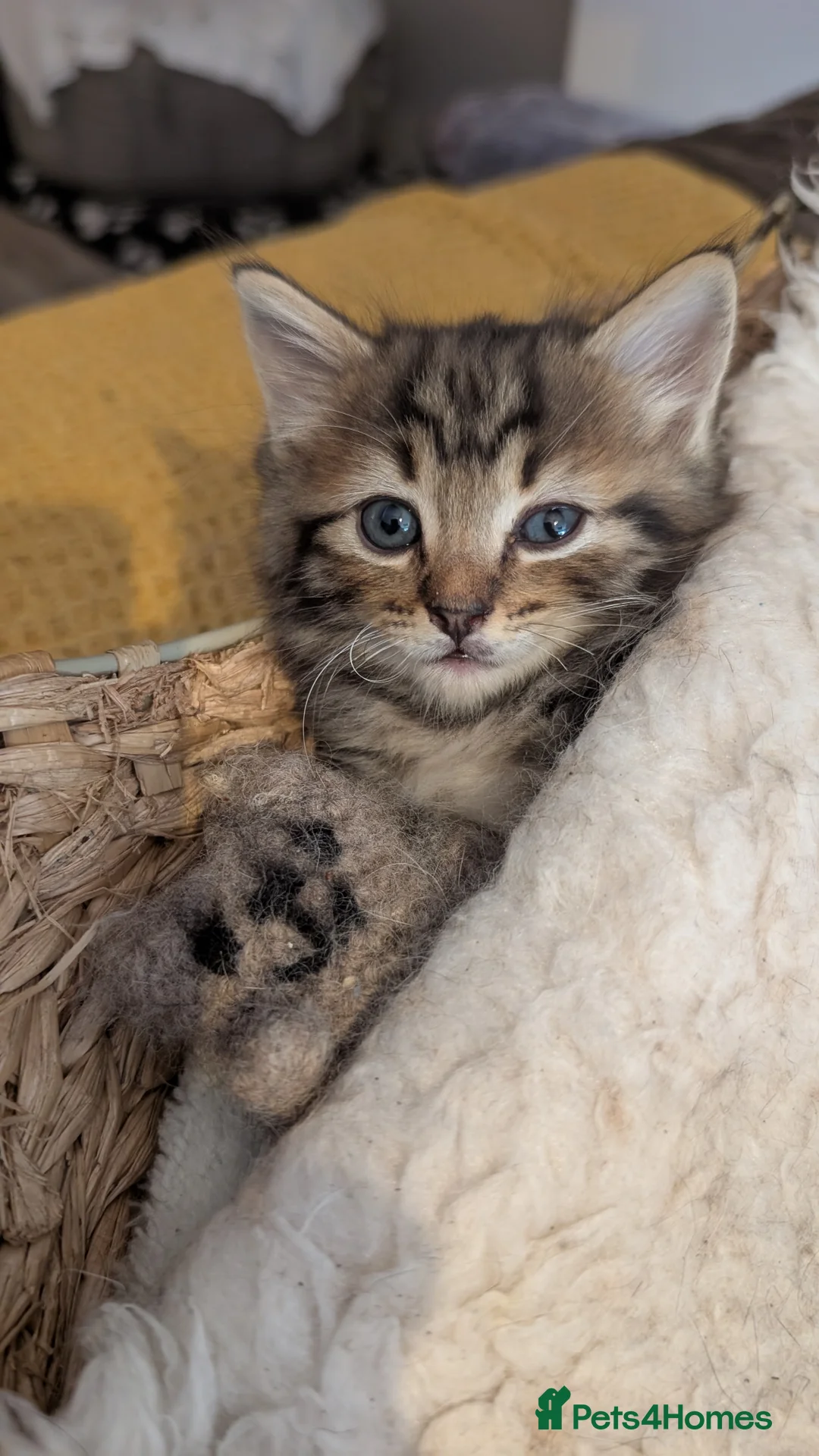 Ragdoll cats for sale: Pair of Ragdoll/Tabby Kittens ..... Bear & Tia  - Advert 2