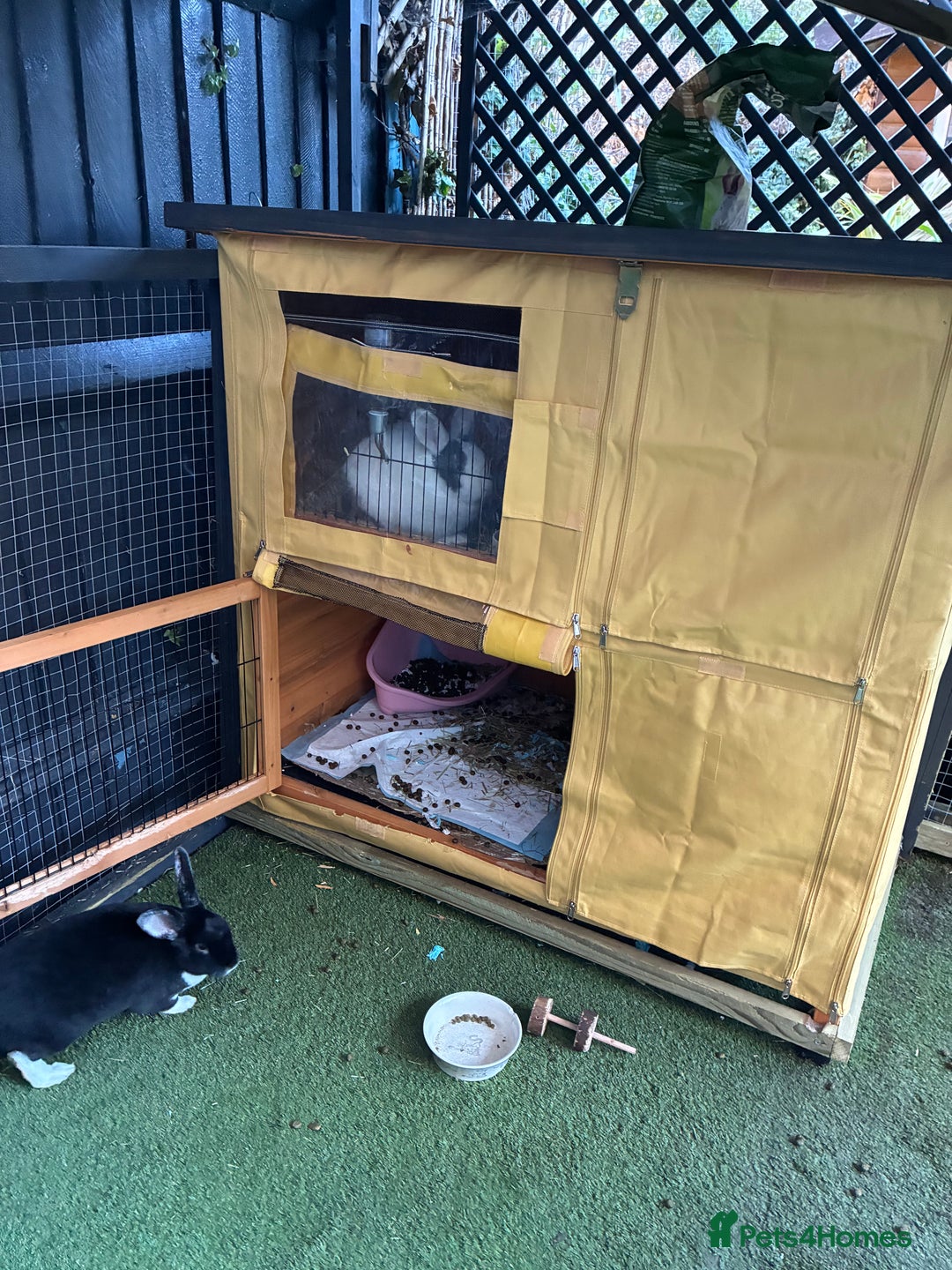 Mixed Breed rabbits for sale: 2 female rabbits 3 months old - Advert 3