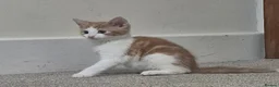 Mixed Breed cats for sale: Beautiful little kittens  - Advert 5
