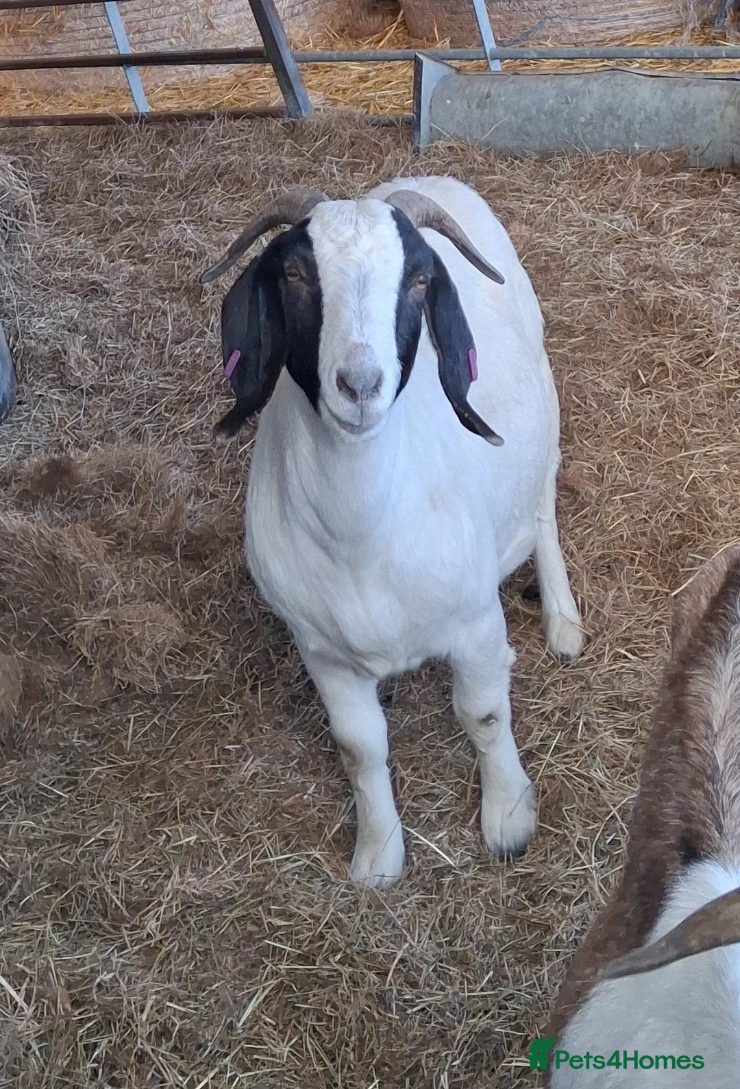 Goats livestock for sale: Boer x Nannies - Advert 1