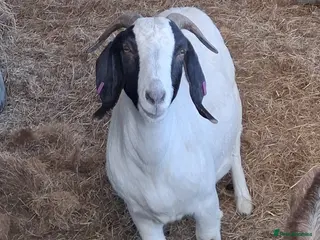 Goats livestock Boer x Nannies - Advert 1