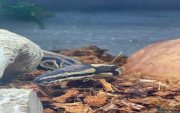 Python Snake reptiles for sale: Very sweet Leopard DH Candy Pied Ball Python  - Image 4
