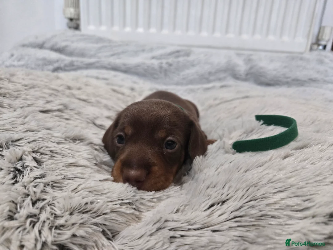 Miniature Dachshund dogs for sale: Miniature Dachshund Puppies (smooth haired) - Advert 21