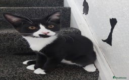 Maine Coon cats for sale: Maine coon x sphynx kittens - Image 17