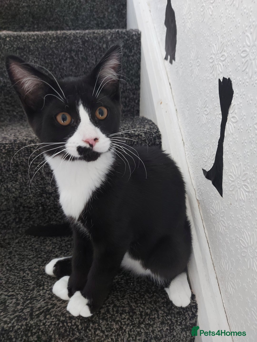 Maine Coon cats for sale: Maine coon x sphynx kittens - Image 17