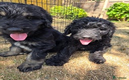 Goldendoodle dogs for sale: 🐾 One Boy Left.. Adorable F1 Goldendoodles 🐾  in High Wycombe - Image 4