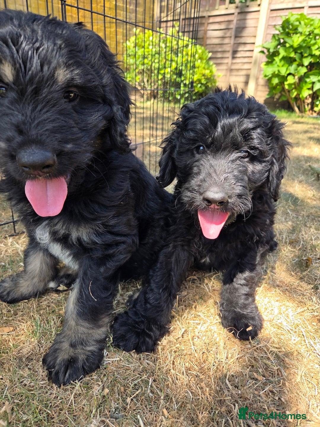 Goldendoodle dogs for sale: 🐾 One Boy Left.. Adorable F1 Goldendoodles 🐾  in High Wycombe - Image 4