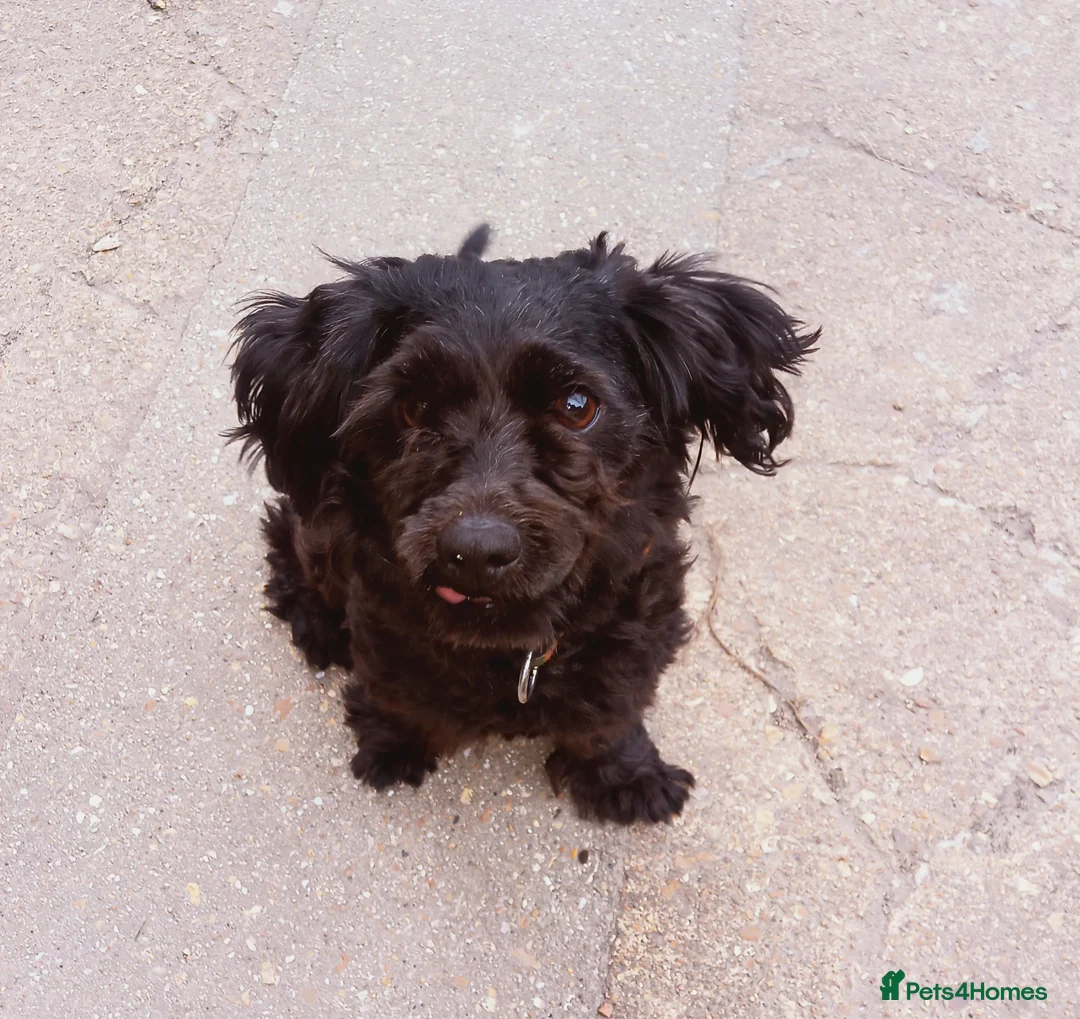 Cockapoo dogs for sale: Dog 🐕🐕 in Ventnor - Advert 1