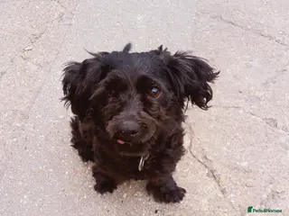 Cockapoo dogs Dog 🐕🐕 - Advert 2