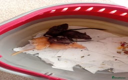 Gerbil rodents for sale: gerbils last 2  tan £5 for both  - Image 1