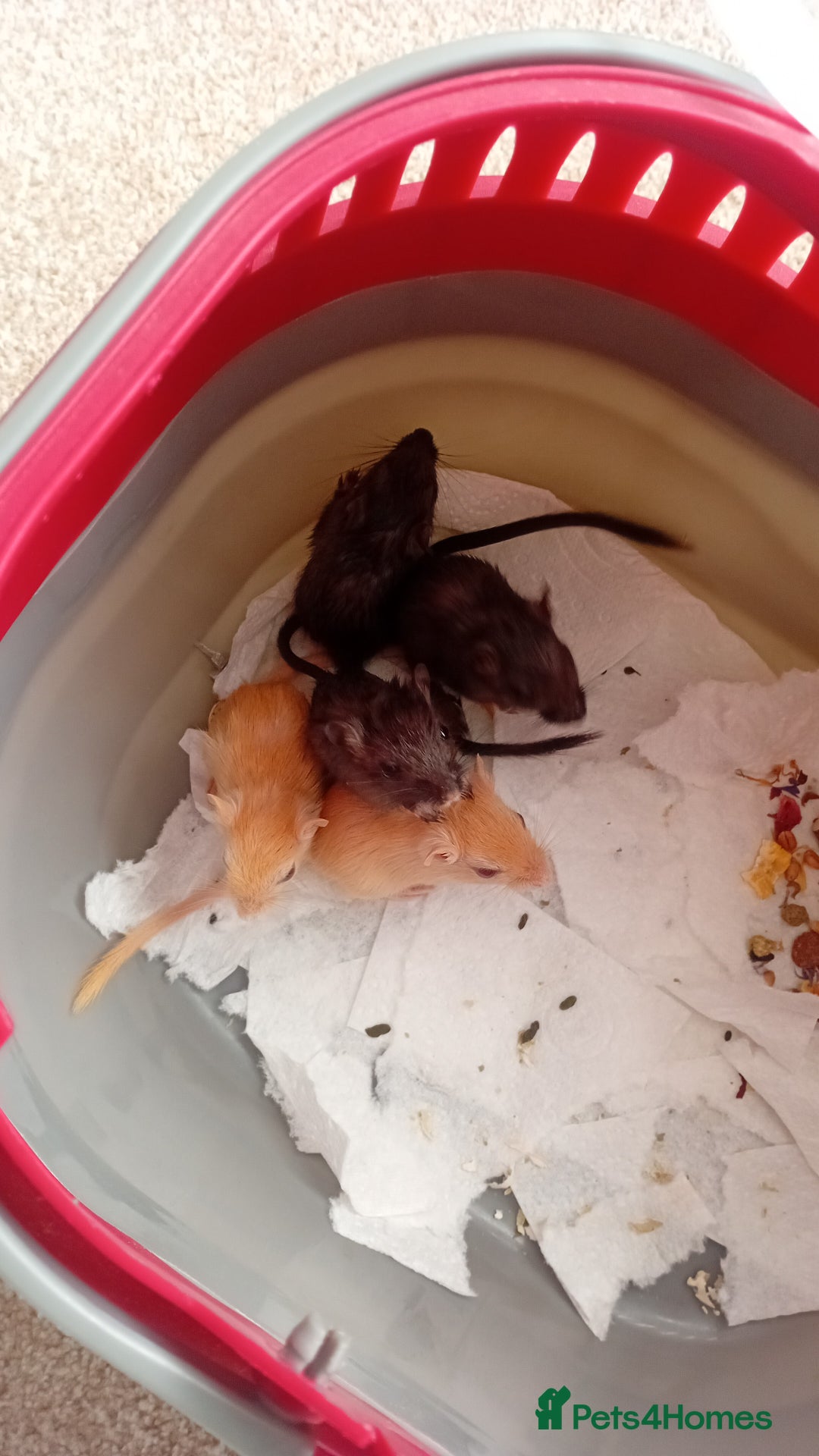 Gerbil rodents for sale: gerbils last 2  tan £5 for both  - Image 1