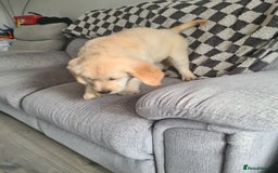 Golden Retriever dogs for sale: Golden retriever puppy - Image 3