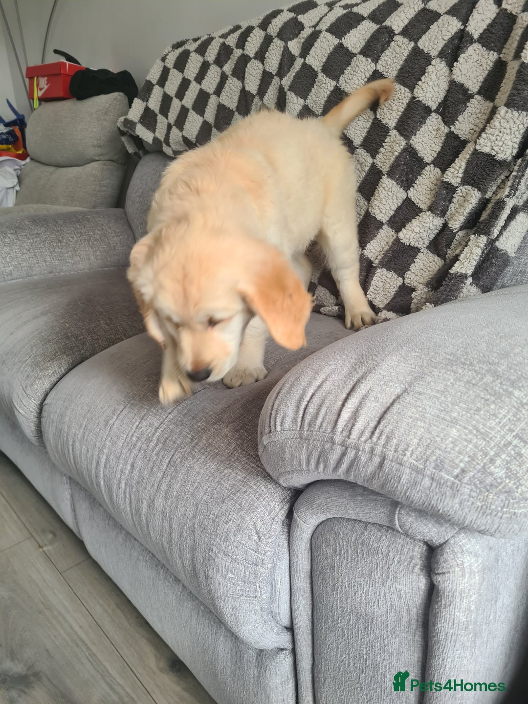 Golden Retriever dogs for sale: Golden retriever puppy - Image 3
