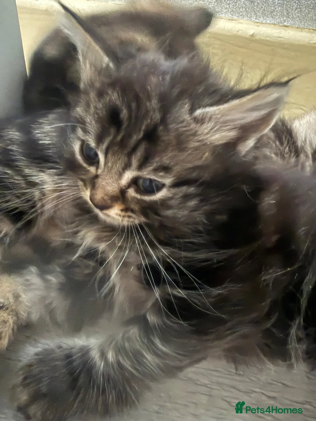 Mixed Breed cats for sale: Kittens - Advert 2