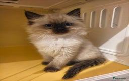 Ragdoll cats for sale: Beautiful Ragdoll Kittens Ready for Sale! - Advert 10