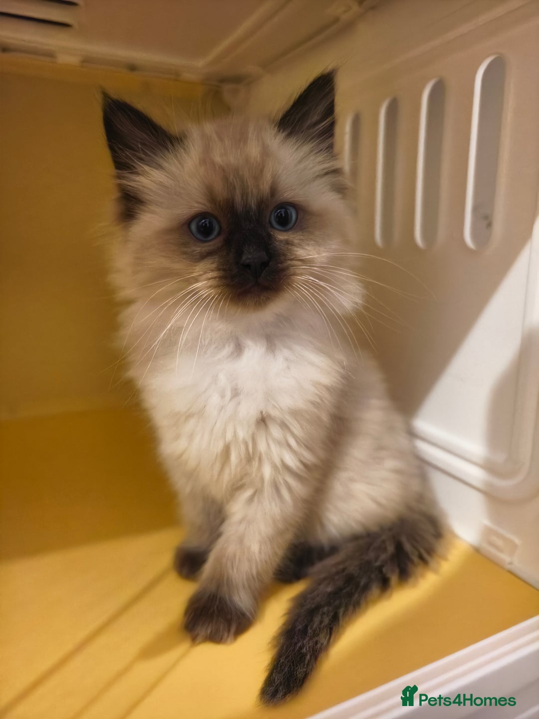 Ragdoll cats for sale: Beautiful Ragdoll Kittens Ready for Sale! - Advert 10
