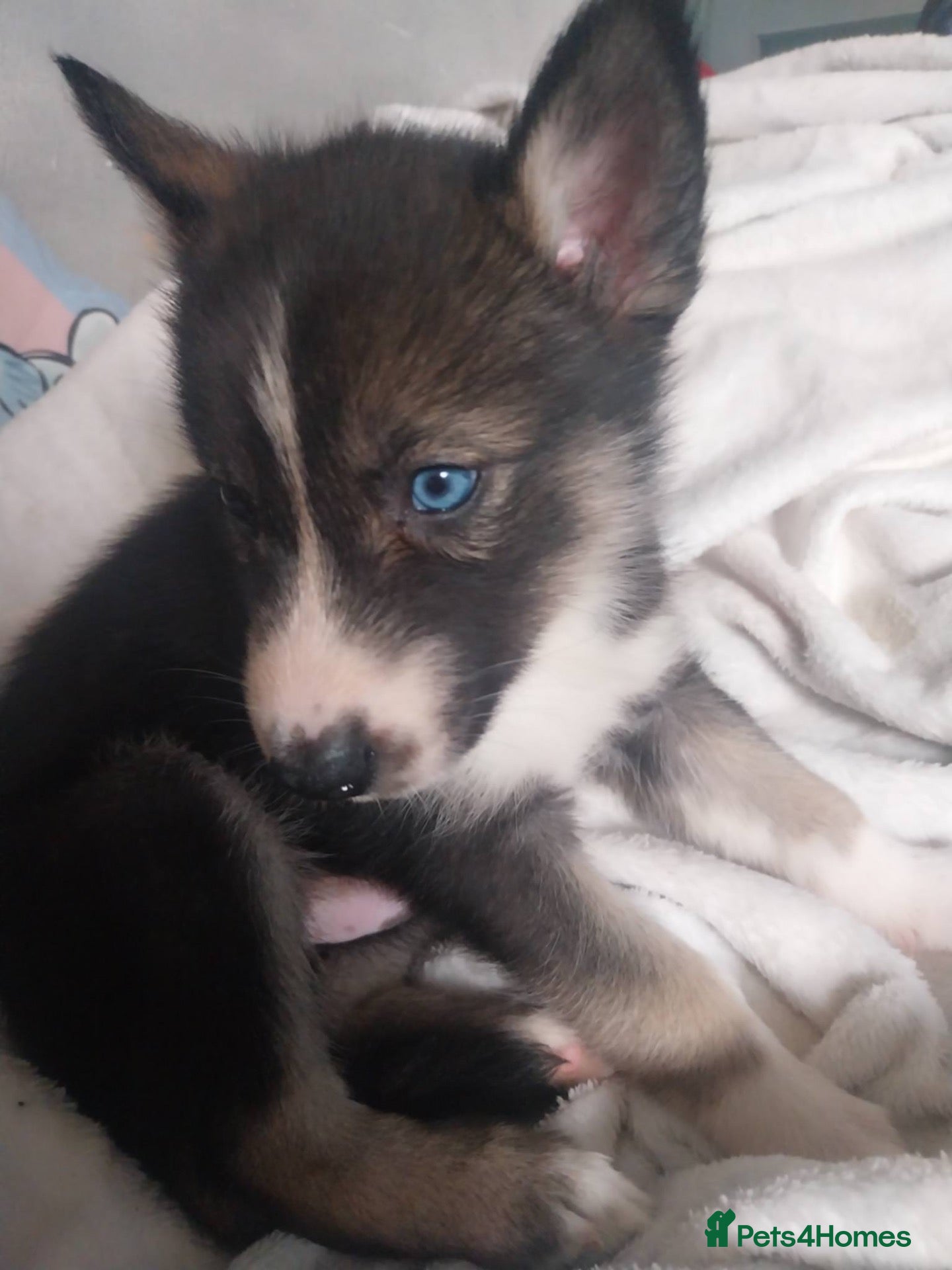 Mixed Breed dogs 🐶🐶4 shollie husky puppies🐶🐶 - Advert 4
