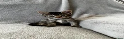 Mixed Breed cats for sale: 4 Adorable Little Kittens for sale in Watford - Advert 5