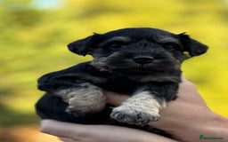 Miniature Schnauzer dogs for sale: Adorable KC registered Miniature Schnauzers - Image 15