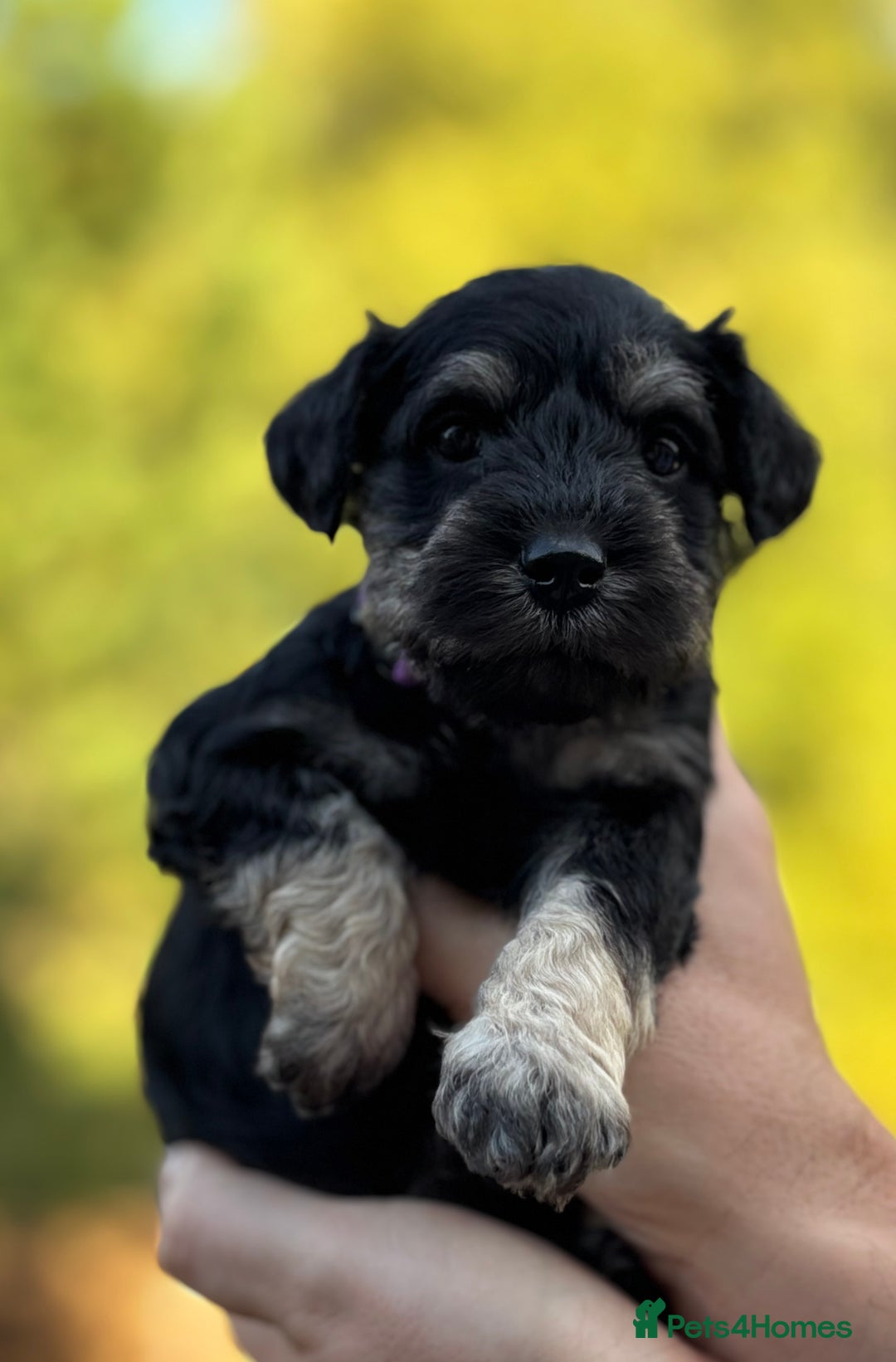 Miniature Schnauzer dogs for sale: Adorable KC registered Miniature Schnauzers - Image 15