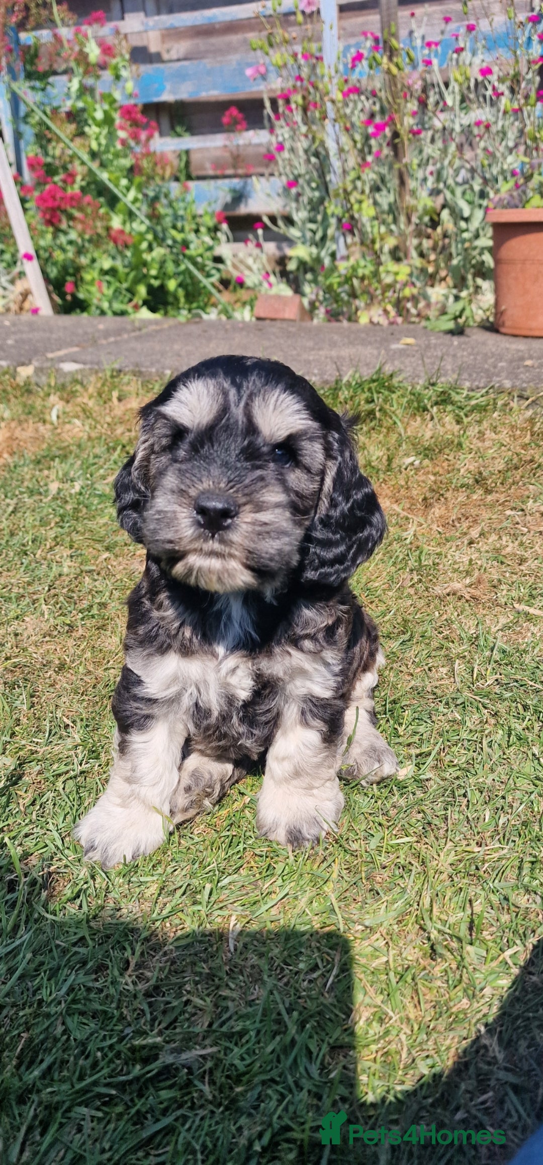 Cockapoo dogs for sale: Cockapoo pups  - Image 2
