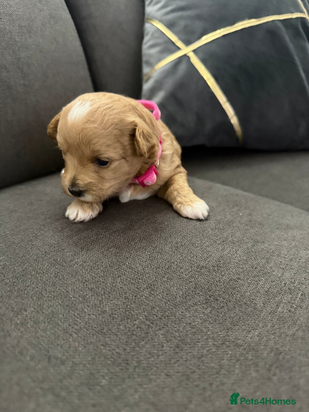 Maltipoo dogs for sale: Beautiful Tiny Maltipoo Tree girls 🐶🐾💝💝💝 - Advert 16