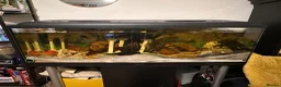 Other/Mixed Breed fish for sale: 500L Aquarium with Fish, Heater & External Filter  in London - Advert 6