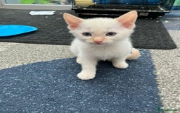 Mixed Breed cats for sale: 5 kittens for sale - Image 6