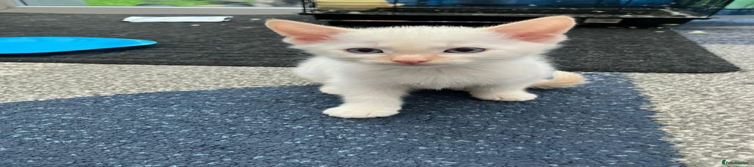 Mixed Breed Kitten 2