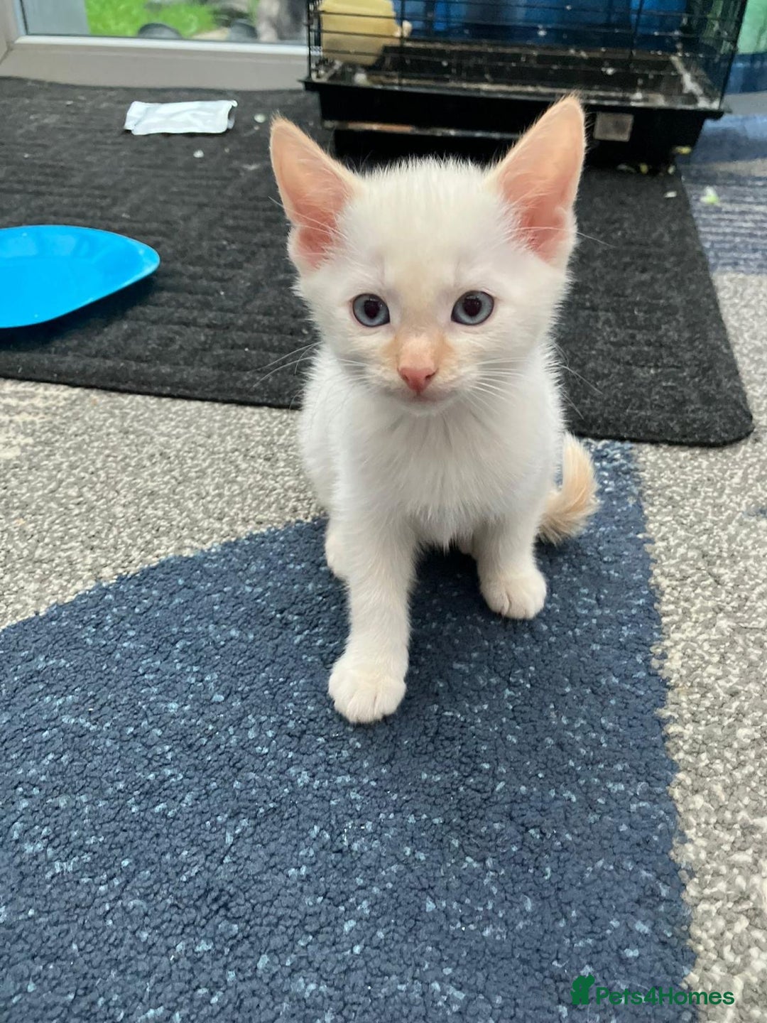 Mixed Breed cats for sale: 5 kittens for sale - Image 6