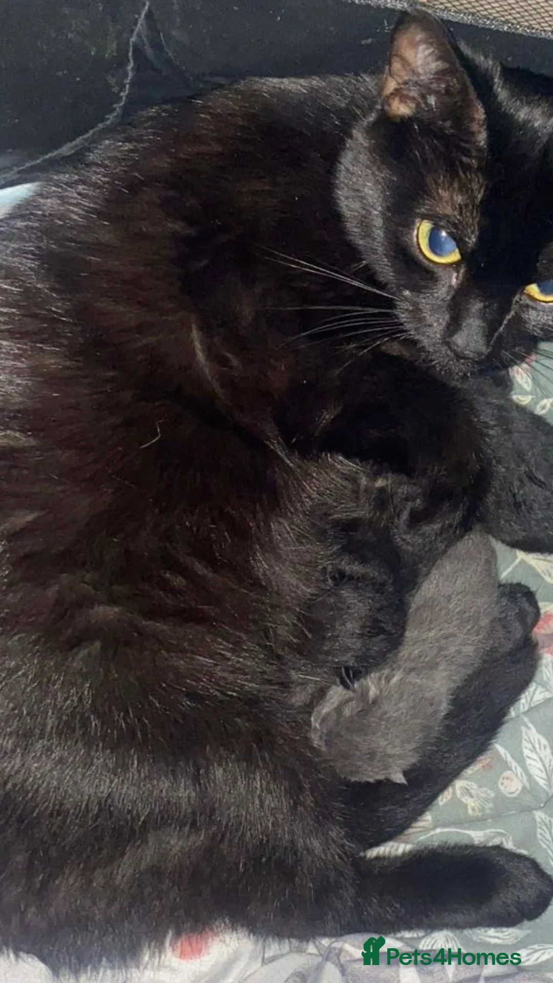 Mixed Breed cats for sale: 3 Beautiful Kittens For Sale - Advert 12