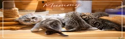 Scottish Fold cats for sale: Scotish Fold Kittens - Advert 15