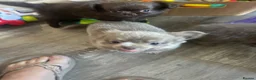 Chihuahua dogs for sale: READY NOW - Long coat chihuahua puppies - Advert 17