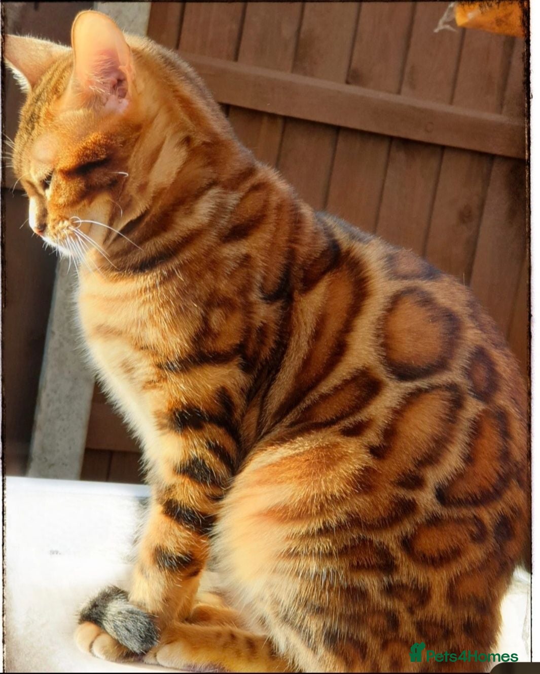 Bengal cats Tica registered brown bengal girl  - Advert 1