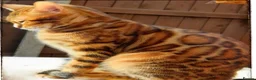 Bengal cats for sale: Tica registered brown bengal girl  - Advert 1