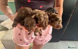Miniature Dachshund dogs for sale: REDUCED Miniature dachshund Last Two available  in Hook - Image 2