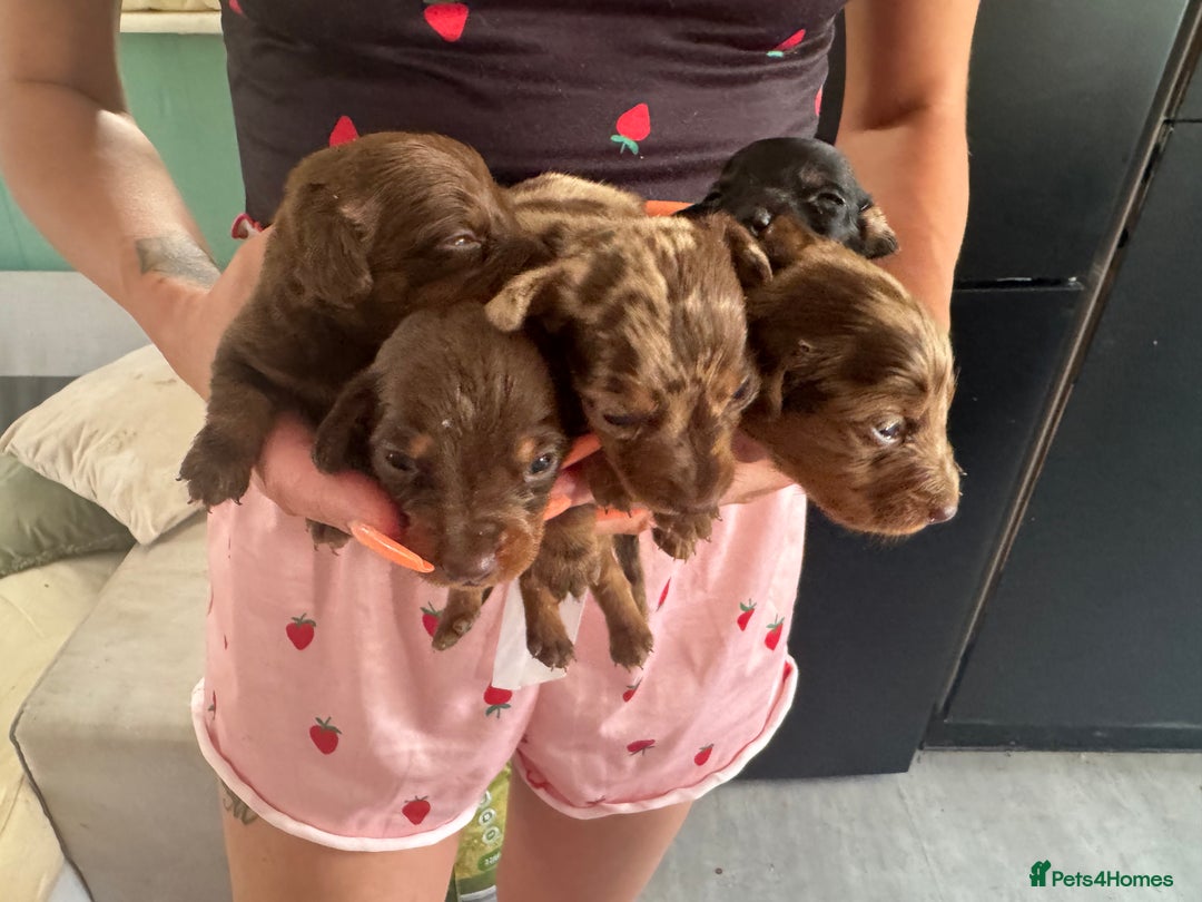 Miniature Dachshund dogs for sale: REDUCED Miniature dachshund Last Two available  in Hook - Image 2