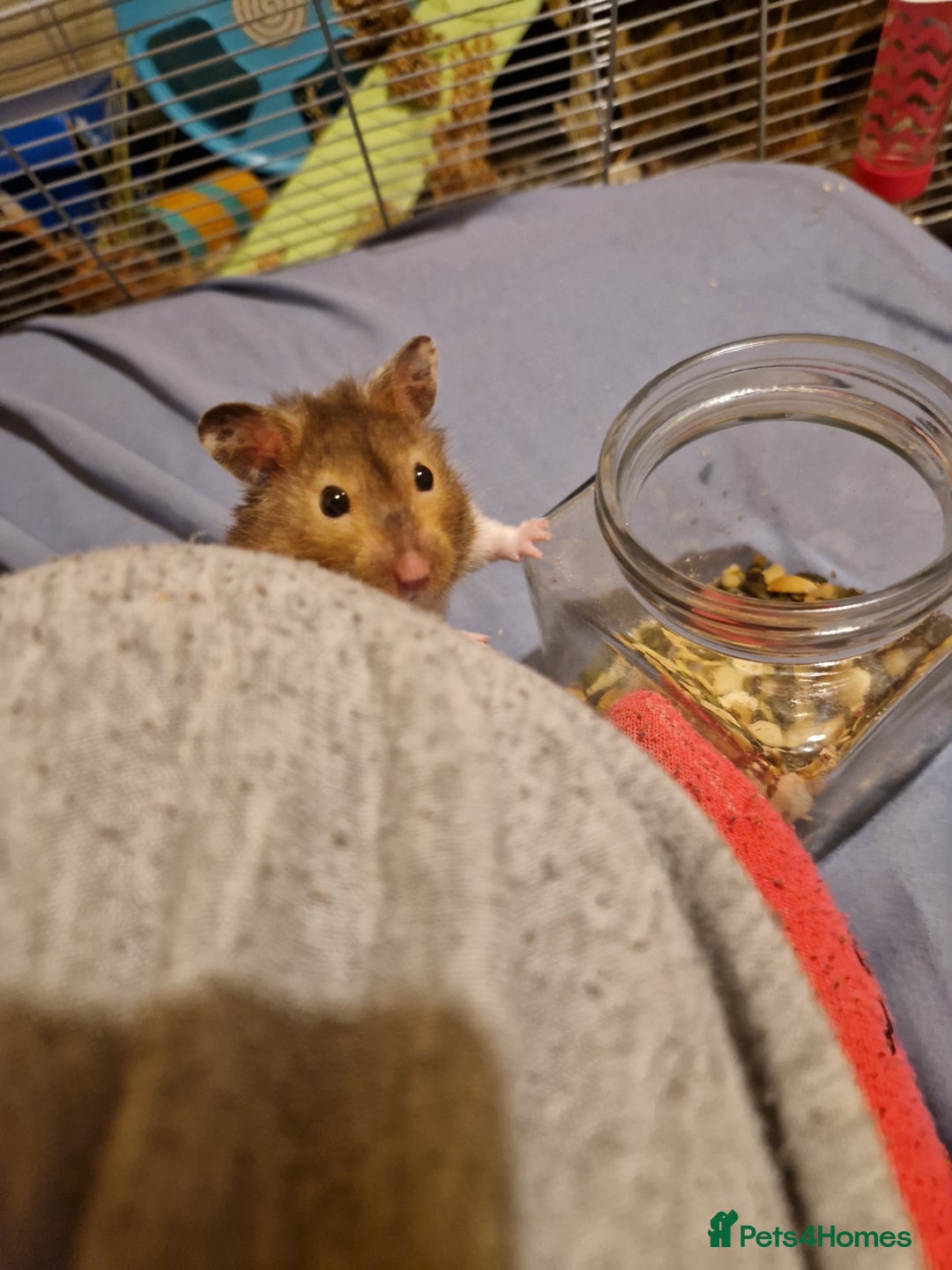 Hamster rodents for sale: The peach female is having babies soon!  - Advert 3