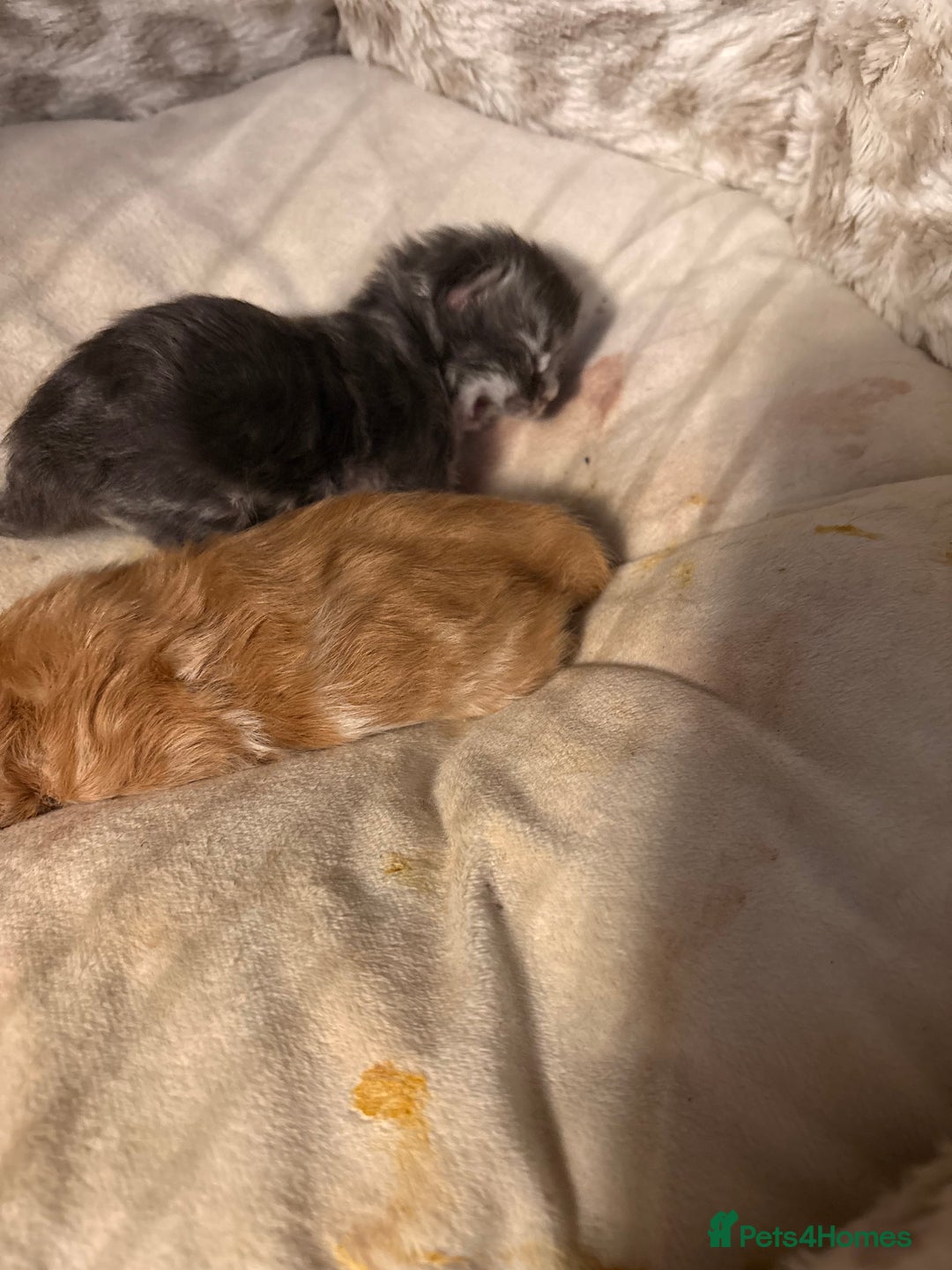 Mixed Breed cats for sale: Himalayan x Mainecoon  - Advert 10
