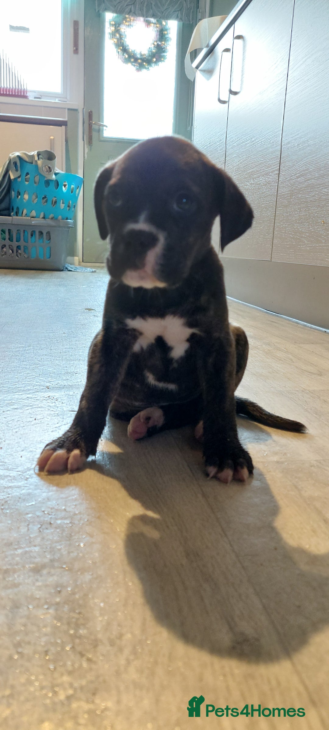 Mixed Breed dogs for sale: Cane Corso cross American bulldog puppy's  - Advert 12